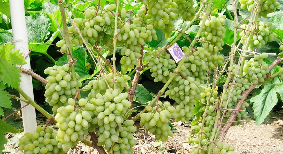 vinograd garold: opisanie sorta, foto, otzyvy56 Виноград Гарольд: опис сорту, фото, відгуки