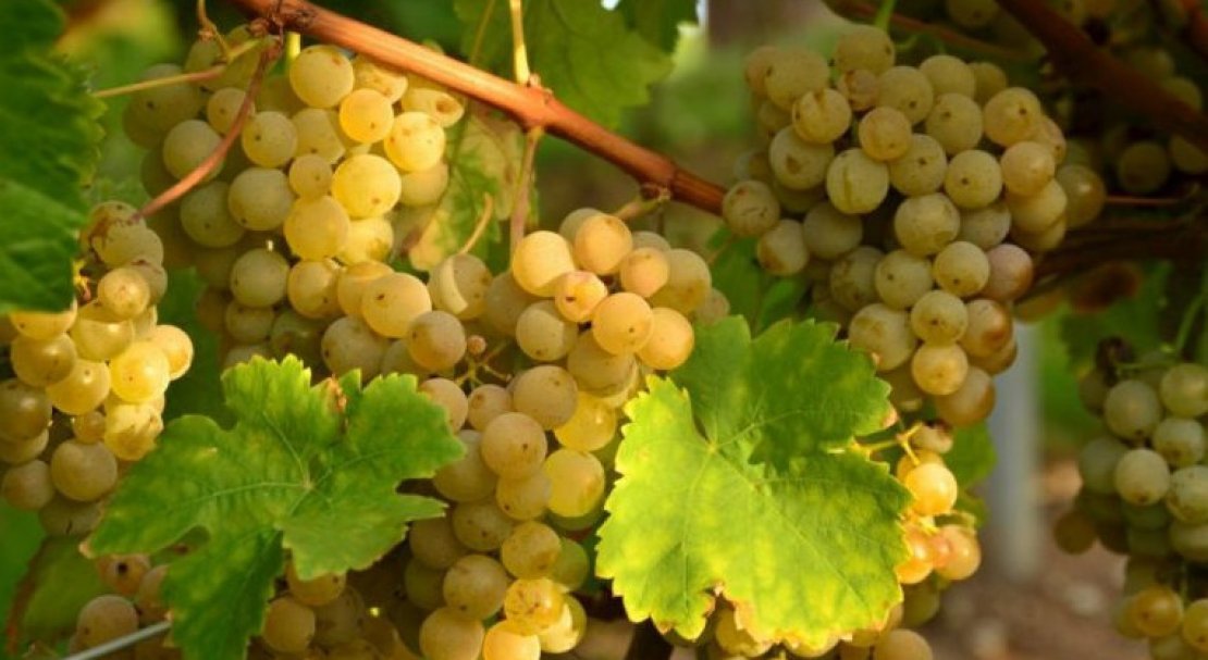 vinograd garold: opisanie sorta, foto, otzyvy62 Виноград Гарольд: опис сорту, фото, відгуки