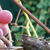 vinograd garold: opisanie sorta, foto, otzyvy65 Виноград Гарольд: опис сорту, фото, відгуки