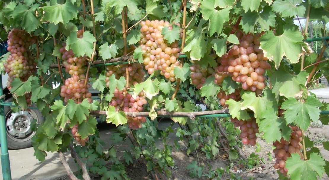 vinograd gelios: opisanie sorta, foto, otzyvy222 Виноград Геліос: опис сорту, фото, відгуки