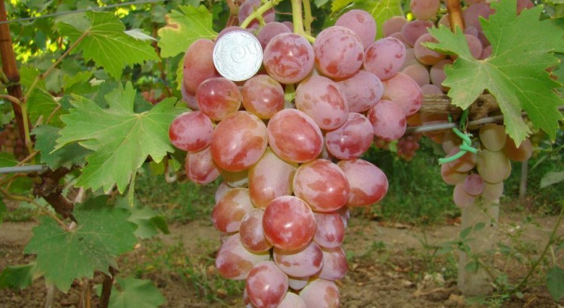vinograd gelios: opisanie sorta, foto, otzyvy226 Виноград Геліос: опис сорту, фото, відгуки