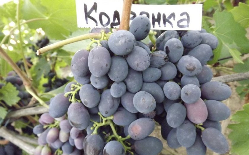 vinograd kodryanka: opisanie sorta, foto145 Виноград «Кодрянка»: опис сорту, фото