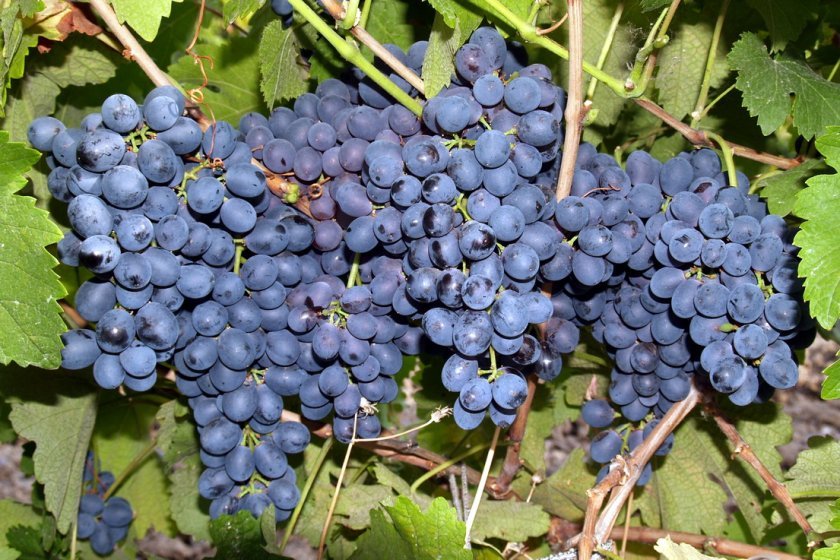 vinograd krasen: opisanie sorta, foto, otzyvy564 Виноград «Красень»: опис сорту, фото, відгуки