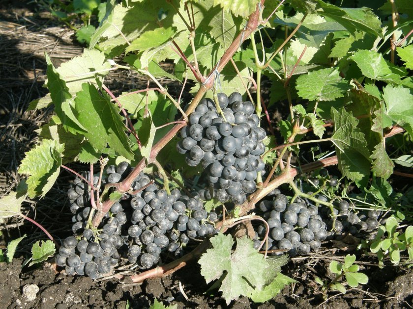 vinograd krasen: opisanie sorta, foto, otzyvy567 Виноград «Красень»: опис сорту, фото, відгуки