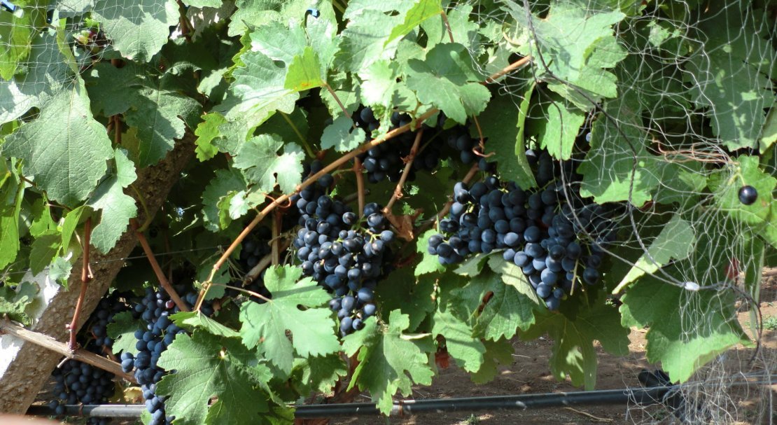 vinograd krasen: opisanie sorta, foto, otzyvy569 Виноград «Красень»: опис сорту, фото, відгуки
