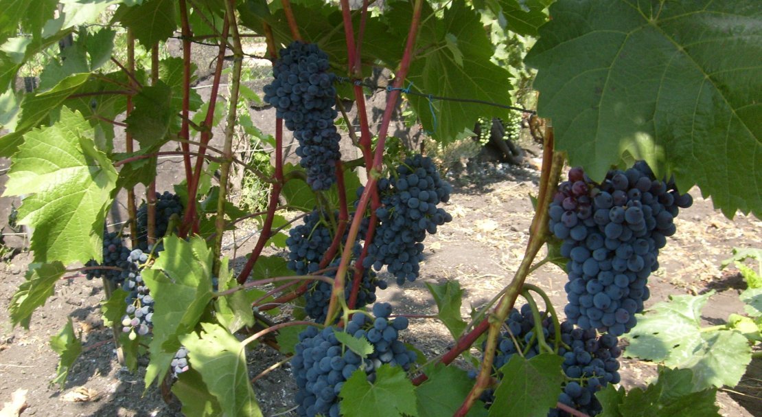 vinograd krasen: opisanie sorta, foto, otzyvy571 Виноград «Красень»: опис сорту, фото, відгуки