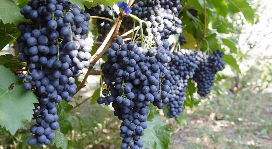 vinograd krasen: opisanie sorta, foto, otzyvy572 Виноград «Красень»: опис сорту, фото, відгуки
