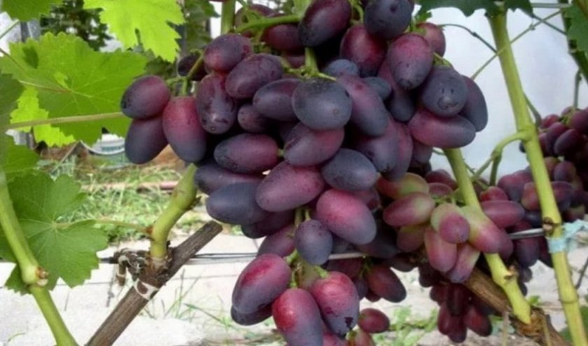 vinograd krasotka: opisanie sorta, foto172 Виноград «Красуня»: опис сорту, фото