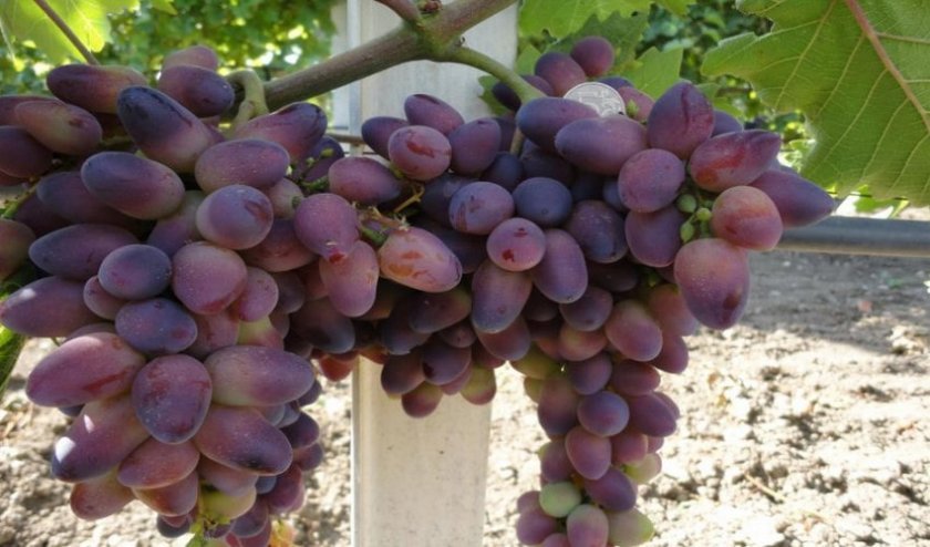 vinograd krasotka: opisanie sorta, foto173 Виноград «Красуня»: опис сорту, фото