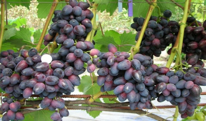 vinograd krasotka: opisanie sorta, foto174 Виноград «Красуня»: опис сорту, фото