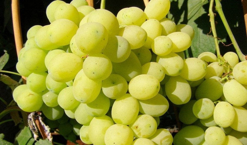 vinograd lora  flora : opisanie sorta, foto319 Виноград Лора (Флора): опис сорту, фото