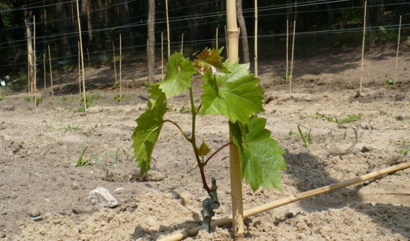 vinograd lora  flora : opisanie sorta, foto320 Виноград Лора (Флора): опис сорту, фото