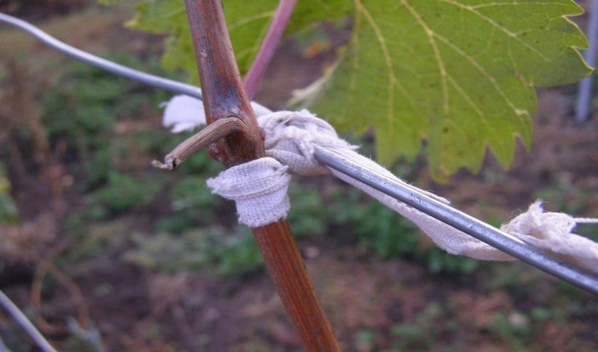 vinograd lora  flora : opisanie sorta, foto322 Виноград Лора (Флора): опис сорту, фото