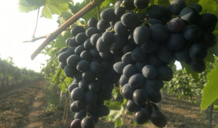 vinograd moldova: opisanie sorta, foto142 Виноград Молдова: опис сорту, фото