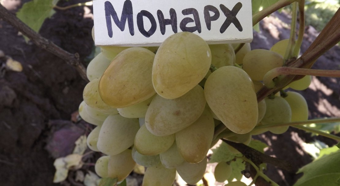 vinograd monarkh: opisanie sorta, foto525 Виноград «Монарх»: опис сорту, фото