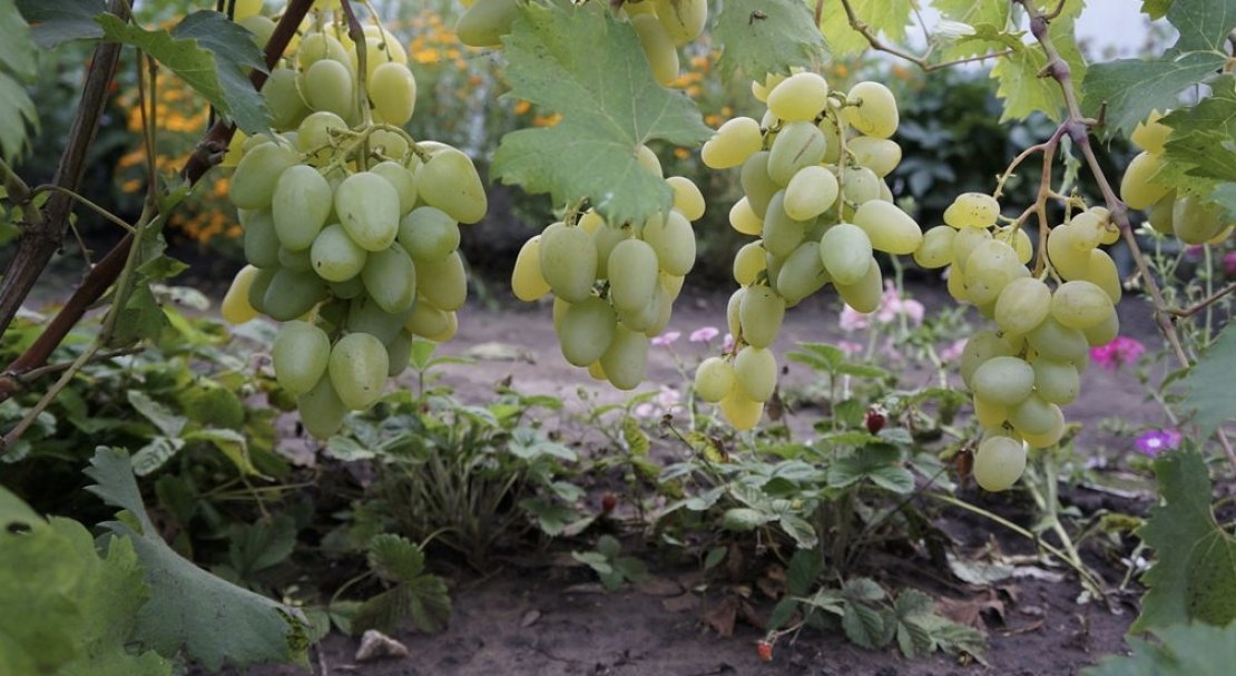vinograd monarkh: opisanie sorta, foto526 Виноград «Монарх»: опис сорту, фото