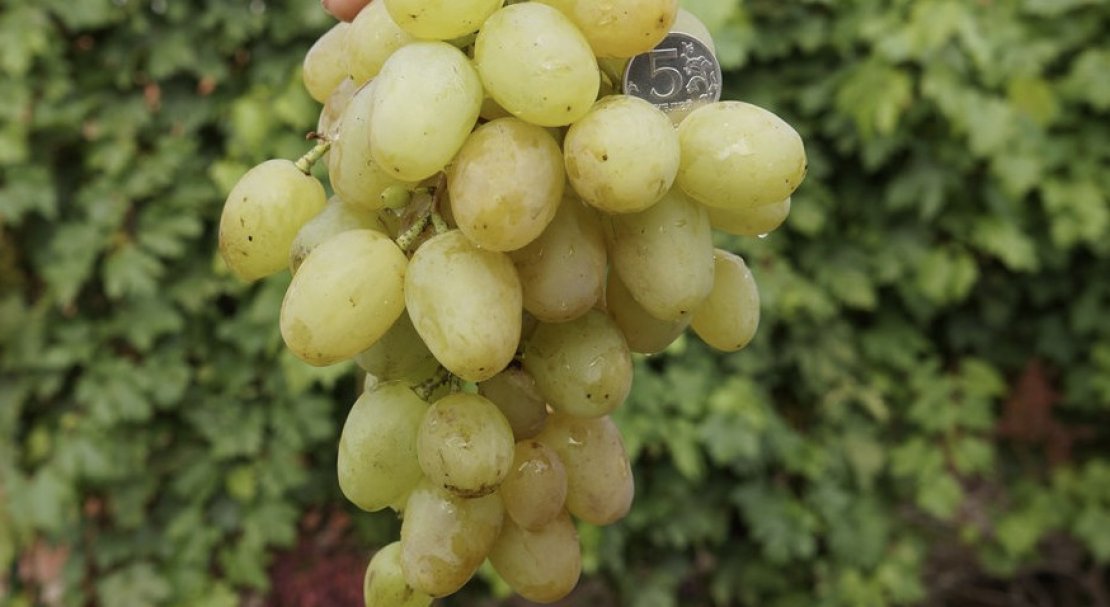 vinograd monarkh: opisanie sorta, foto532 Виноград «Монарх»: опис сорту, фото