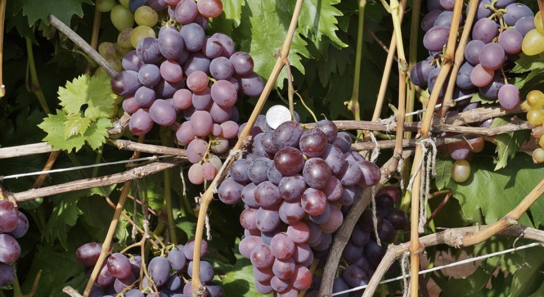 vinograd nizina: opisanie sorta, foto399 Виноград «Низина»: опис сорту, фото