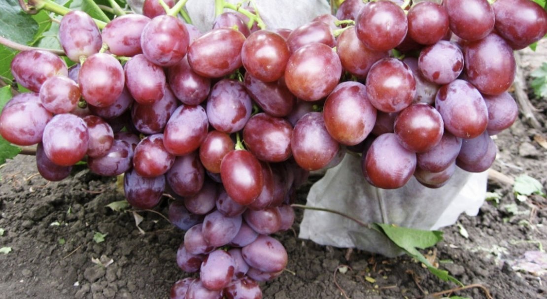 vinograd nizina: opisanie sorta, foto400 Виноград «Низина»: опис сорту, фото