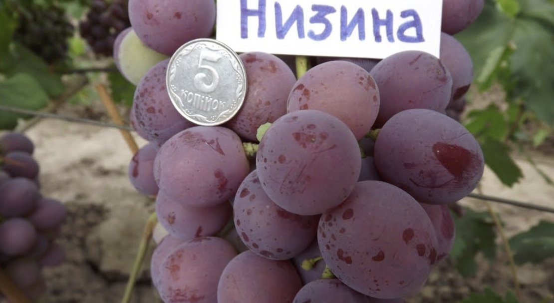 vinograd nizina: opisanie sorta, foto401 Виноград «Низина»: опис сорту, фото