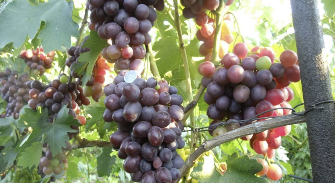 vinograd nizina: opisanie sorta, foto402 Виноград «Низина»: опис сорту, фото