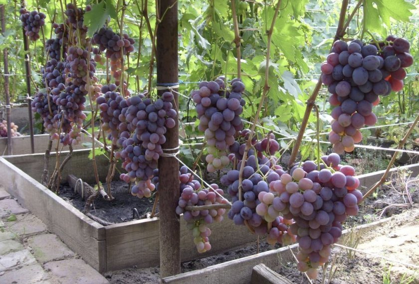 vinograd nizina: opisanie sorta, foto408 Виноград «Низина»: опис сорту, фото