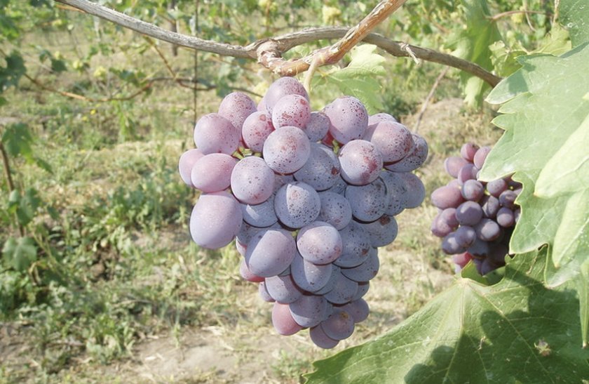 vinograd nizina: opisanie sorta, foto415 Виноград «Низина»: опис сорту, фото