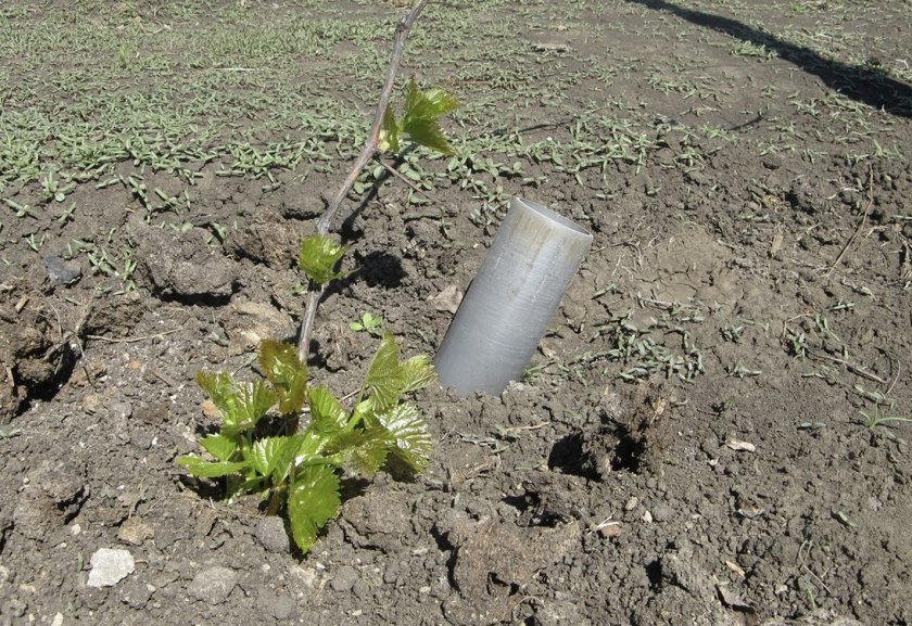 vinograd nizina: opisanie sorta, foto417 Виноград «Низина»: опис сорту, фото