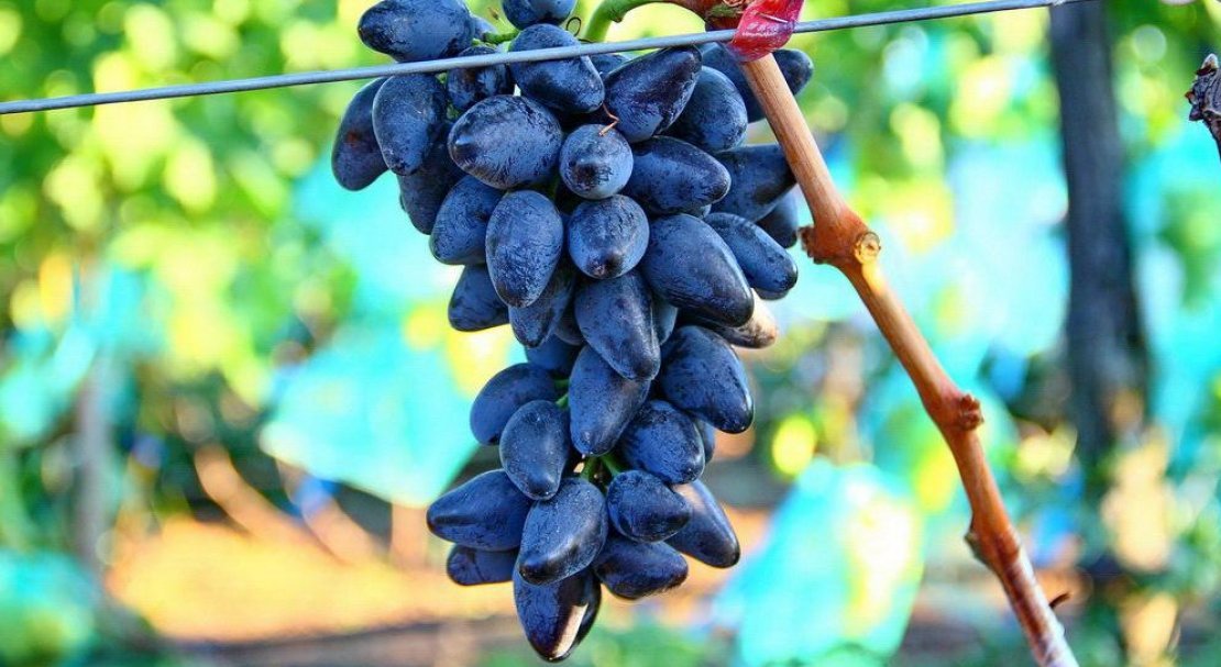 Виноград аватар фото