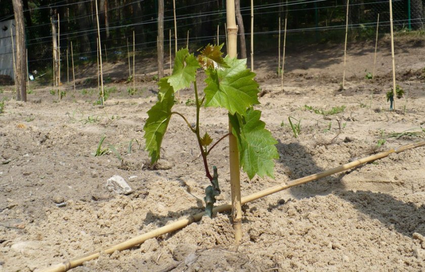 как правильно посадить куст винограда