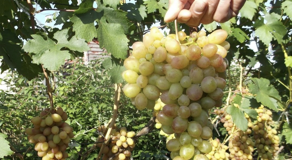 vinograd tason: opisanie sorta, foto, otzyvy770 Виноград Тасон: опис сорту, фото, відгуки