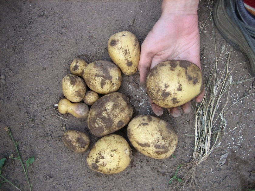 002eb05b9bcda1f8e9ca784ed78e584d Картопля Скарб (опис сорту) вирощування, врожайність, фото