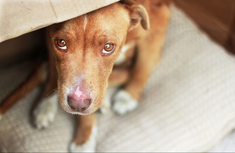 02c9b5b5263708f82aa43e25788cd287 Піодермія у собак: симптоми і лікування | межпальцевая, фото, як лікувати в домашніх умовах