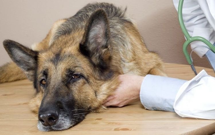 0314dabb1fa167430574c2aab3c0ddd1 Анемія у собак: симптоми і лікування | як лікувати