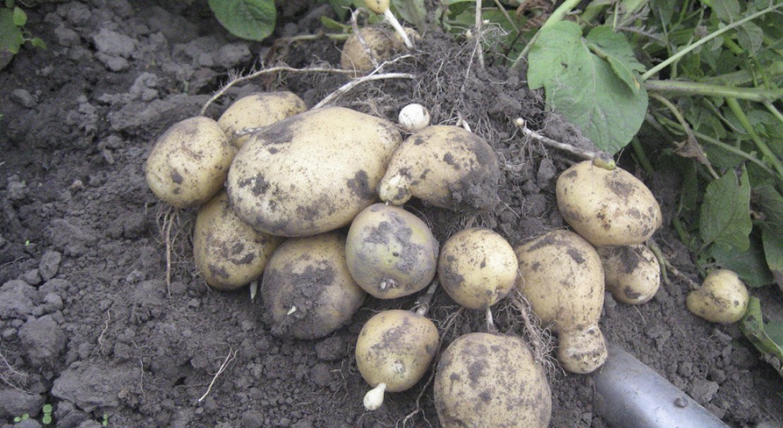 047981d20ece700d72e4569e224c7a96 Картоплю Санте: опис та характеристика сорту, смакові якості, особливості вирощування та догляду, фото