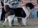 0651f7f5fd743919dac4265fd4e3d08b Болгарська вівчарка (Каракачанская собака): Опис породи з фото і відео