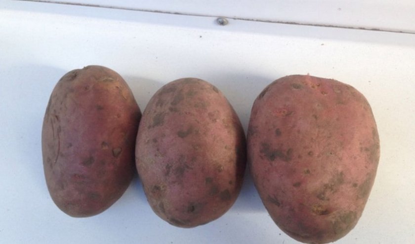 0674626f007873860d04b070f94760ea Сорт картоплі Лабелла: характеристика та опис сорту, врожайність і вирощування, фото