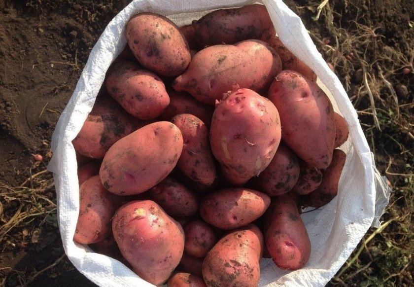 079c6c6cbbb2dc9806a8557f6d9cd109 Картопля Скарлет: опис та характеристика сорту, смакові якості, вирощування і догляд, фото