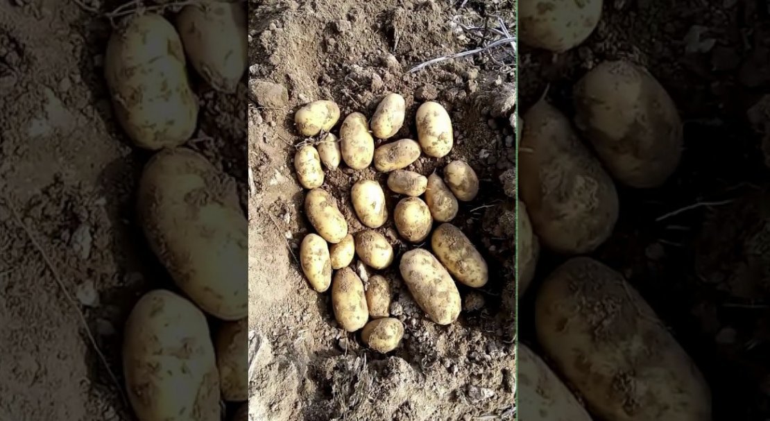 0c729e4c0321ace543fe15230f8a6298 Сорт картоплі Вега: характеристика і опис, вирощування і урожайність, методи збору і зберігання, фото