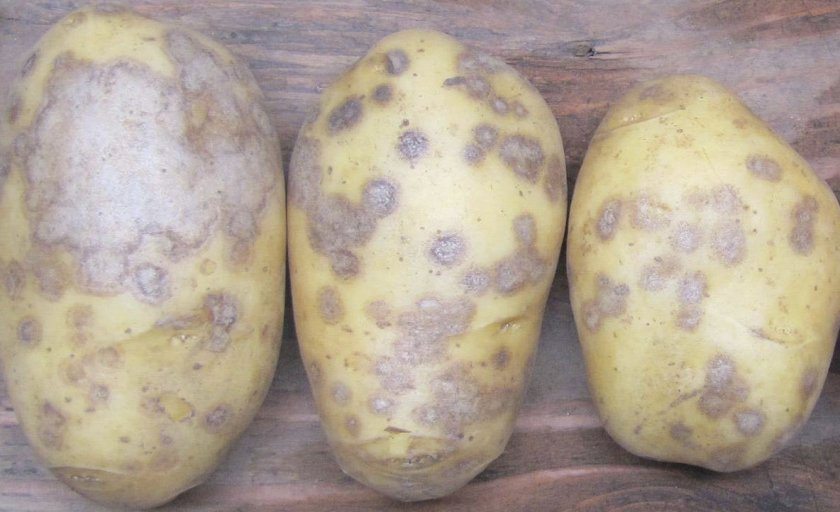 125882cd924f56ca0baf5a1ac645cd57 Картопля Ароза: опис та характеристика сорти з фото, смакові якості, особливості вирощування