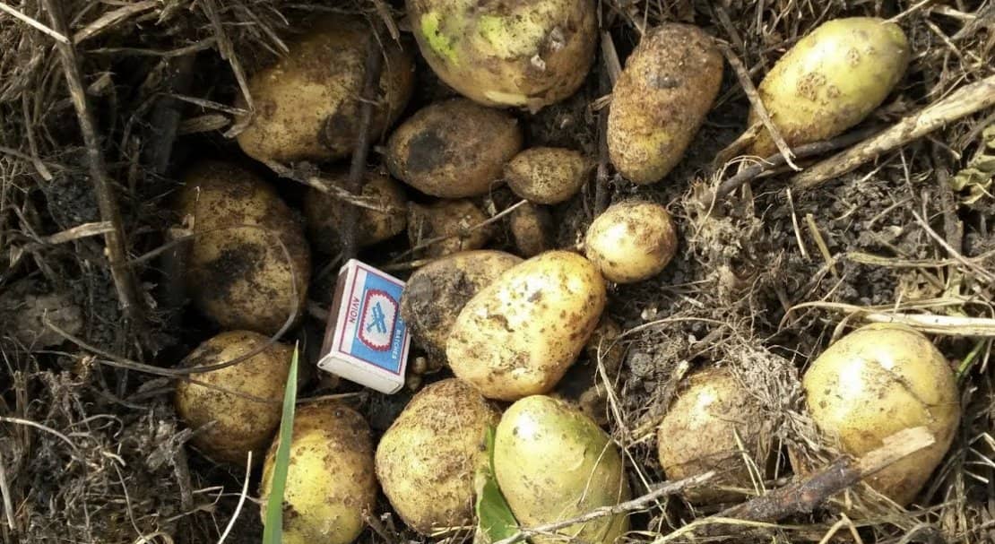 14aa1be0d8da4fdc2edf1d268f970b7a Картопля Тулеевский: характеристика, опис сорту, смакові якості і особливості вирощування, фото