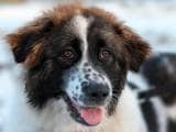 1729b9cec6c710ff629c704b618c035c Болгарська вівчарка (Каракачанская собака): Опис породи з фото і відео