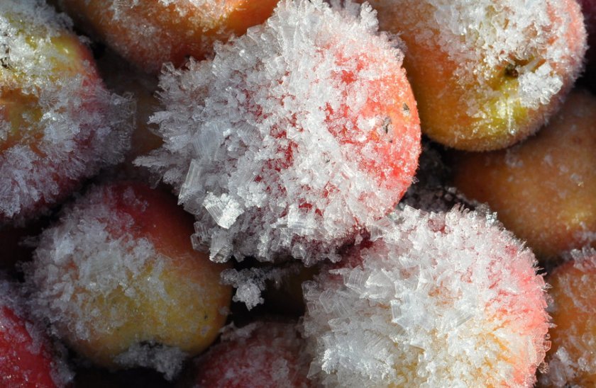 18b0a59f4714dc15c15afe889944b785 Чи можна заморожувати яблука в морозилці: особливості і способи заморожування яблук на зиму, терміни зберігання