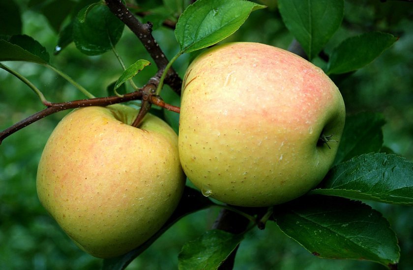 18fece98bf4a53528b99ab195ccb65f1 Яблуко сорту Голден: калорійність яблука на 100 грам і хімічний склад, правила вживання