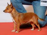 1a39a6e71d0a01825df74fe15d5399e1 Португальська поденгу (кроляча собака): Опис породи з фото і відео