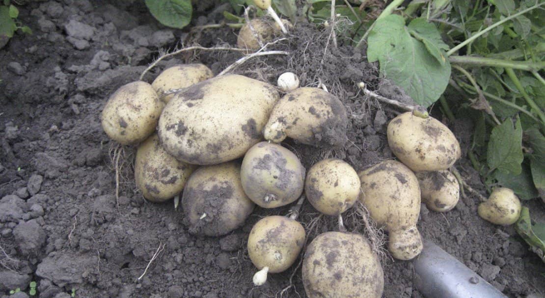 1c002606d89dcbcff73a4bbce67b689e Картоплю Санте: опис та характеристика сорту, смакові якості, особливості вирощування та догляду, фото