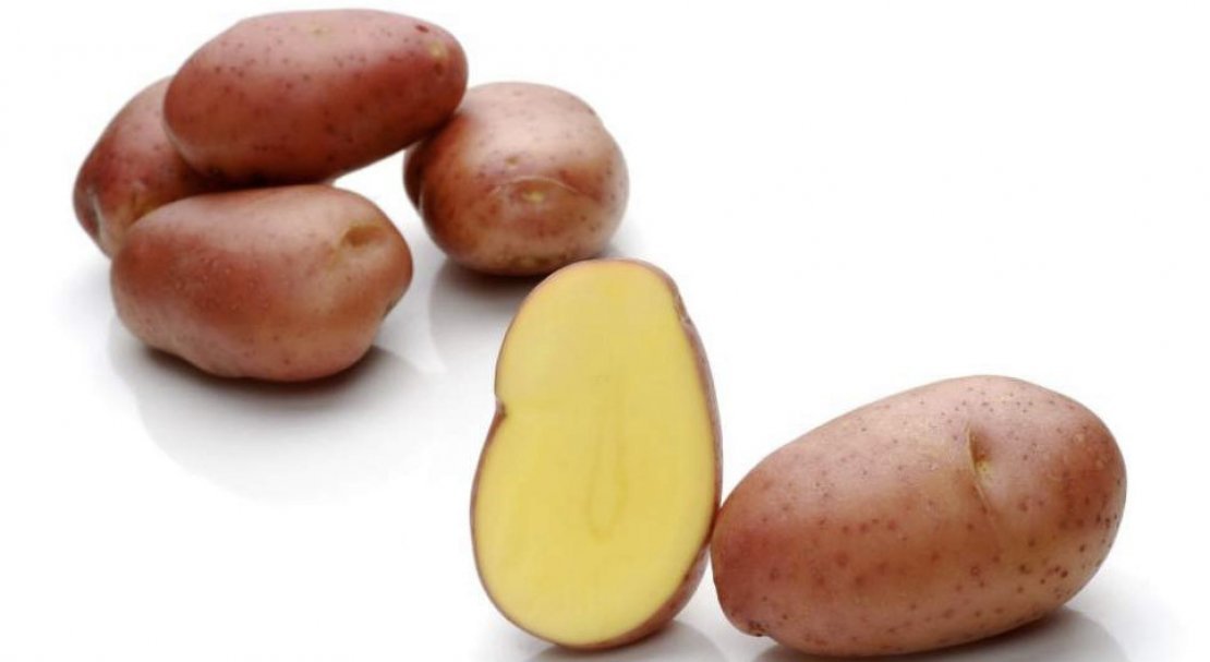 1ed2bcdb30d5828d9047e9f49ae6fa55 Картопля Ароза: опис та характеристика сорти з фото, смакові якості, особливості вирощування