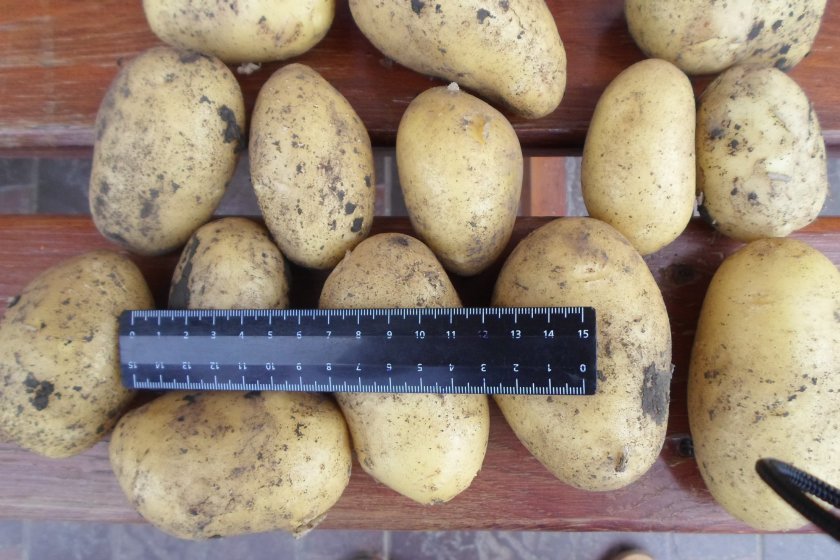 22c48779f0a0a5fc0f4502458a37c7ee Картопля Коломбо: опис та характеристика сорти з фото, корисні властивості й його смакові якості, вирощування