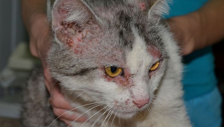 230921dd2f888f14b9238b68092ed566 У кішки на тілі червона пляма на шиї, під оком, на животі, голові, лікування