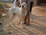 245dca5f6a281c7b8e9025649cf14287 Буллі кутта (Пакистанський мастиф): опис породи собак з фото і відео